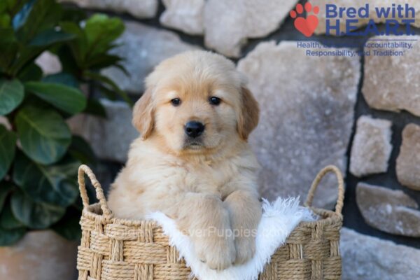 Image of Puddle, a Golden Retriever puppy