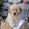 Image of Puddle, a Golden Retriever puppy