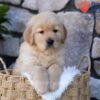 Image of Puddle, a Golden Retriever puppy