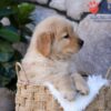Image of Puddle, a Golden Retriever puppy