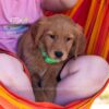 Image of Puddles, a Golden Retriever puppy