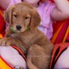 Image of Puddles, a Golden Retriever puppy