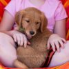 Image of Puddles, a Golden Retriever puppy