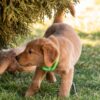 Image of Puddles, a Golden Retriever puppy