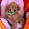 Image of Puddles, a Golden Retriever puppy