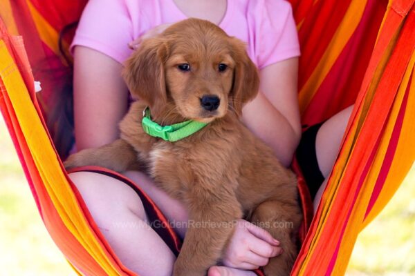 Image of Puddles, a Golden Retriever puppy