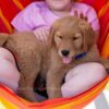 Image of Reed, a Golden Retriever puppy