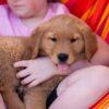 Image of Reed, a Golden Retriever puppy