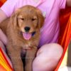 Image of Reed, a Golden Retriever puppy