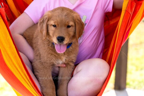 Image of Reed, a Golden Retriever puppy