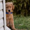 Image of Reed, a Golden Retriever puppy