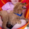 Image of Reed, a Golden Retriever puppy