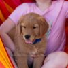 Image of Reed, a Golden Retriever puppy