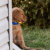 Image of Reed, a Golden Retriever puppy