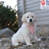 Image of Sianna, a Golden Retriever puppy
