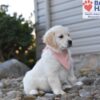 Image of Sianna, a Golden Retriever puppy