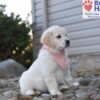 Image of Sianna, a Golden Retriever puppy