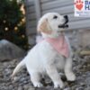 Image of Sianna, a Golden Retriever puppy