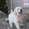 Image of Sianna, a Golden Retriever puppy