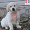Image of Sianna, a Golden Retriever puppy