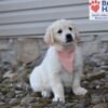 Image of Sianna, a Golden Retriever puppy