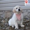 Image of Sianna, a Golden Retriever puppy