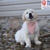 Image of Sianna, a Golden Retriever puppy