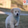 Image of Sonya, a Golden Retriever puppy