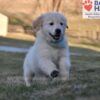 Image of Sonya, a Golden Retriever puppy