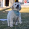 Image of Sonya, a Golden Retriever puppy