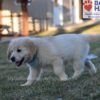 Image of Sonya, a Golden Retriever puppy