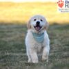 Image of Sonya, a Golden Retriever puppy