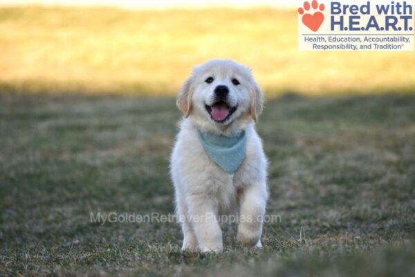 Image of Sonya, a Golden Retriever puppy