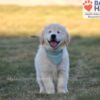 Image of Sonya, a Golden Retriever puppy