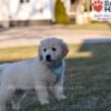 Image of Sonya, a Golden Retriever puppy