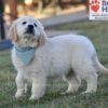 Image of Sonya, a Golden Retriever puppy