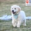 Image of Sonya, a Golden Retriever puppy
