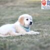 Image of Sonya, a Golden Retriever puppy