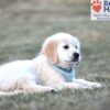 Image of Sonya, a Golden Retriever puppy