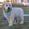 Image of Sonya, a Golden Retriever puppy