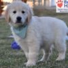 Image of Sonya, a Golden Retriever puppy