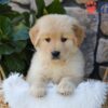 Image of Spring, a Golden Retriever puppy