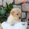 Image of Spring, a Golden Retriever puppy