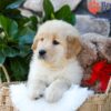 Image of Spring, a Golden Retriever puppy
