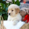 Image of Spring, a Golden Retriever puppy