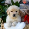 Image of Spring, a Golden Retriever puppy