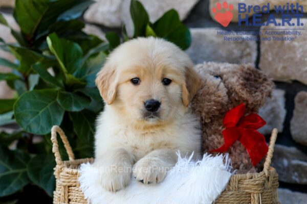 Image of Spring, a Golden Retriever puppy