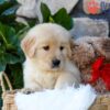 Image of Spring, a Golden Retriever puppy