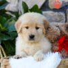 Image of Spring, a Golden Retriever puppy