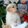 Image of Spring, a Golden Retriever puppy